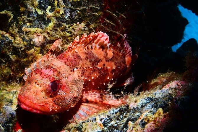 Scuba Diving Experience for Beginners in Ponta de São Lourenço - Key points to know before you book