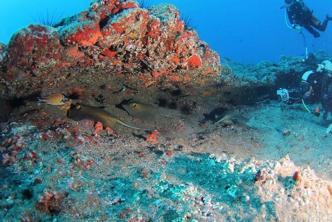 Scuba Diving Experience for Beginners in Ponta de São Lourenço - The small-group advantage