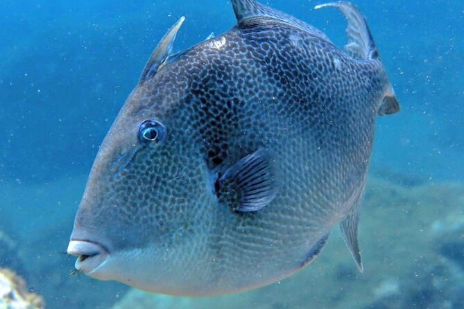 Scuba Diving Experience for Beginners in Ponta de São Lourenço - Is $102.13 a fair price?