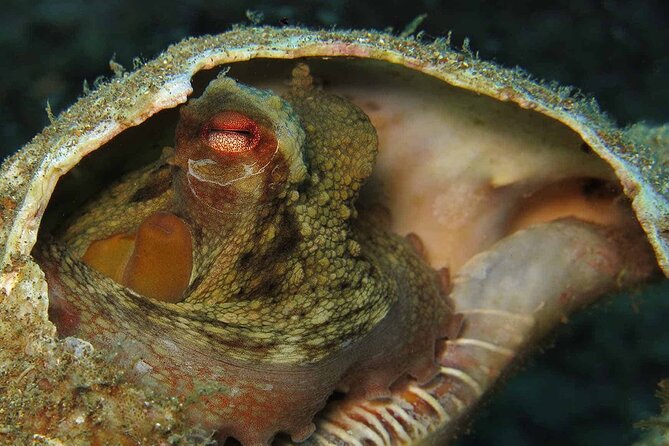 Scuba Diving Experience for Beginners in Ponta de São Lourenço - Who will enjoy this most