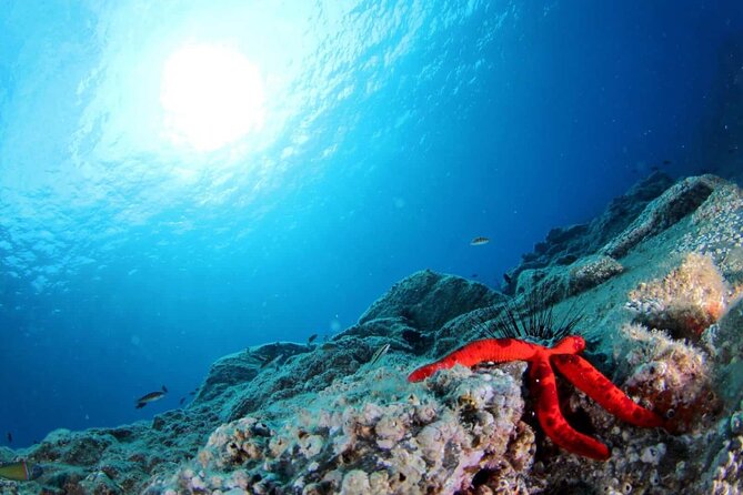 Scuba Diving Experience for Beginners in Ponta de São Lourenço - Booking, weather, and cancellation details