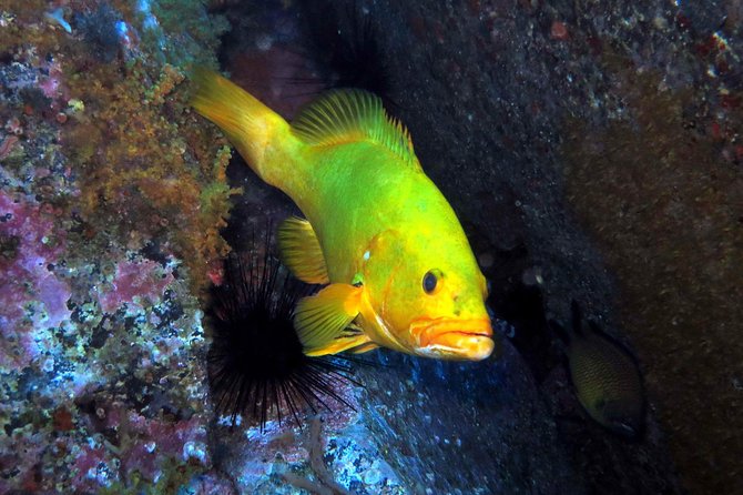 Scuba Diving Experience in Madeira - Key points to know before booking