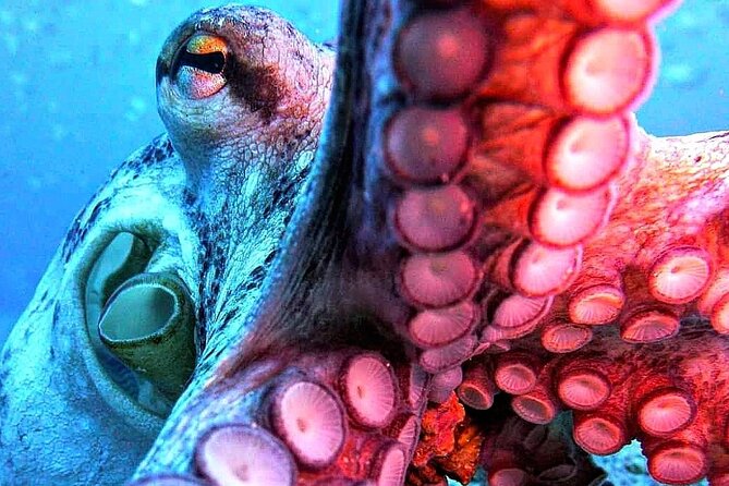 Scuba Diving Experience in Madeira - What the instructors add to the experience