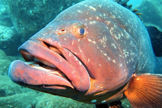 Scuba Diving Experience in Madeira - The small group limit and family questions