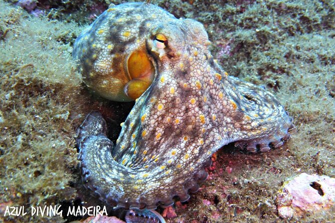 Scuba Diving Experience in Madeira - Equipment, certificates, and underwater photos