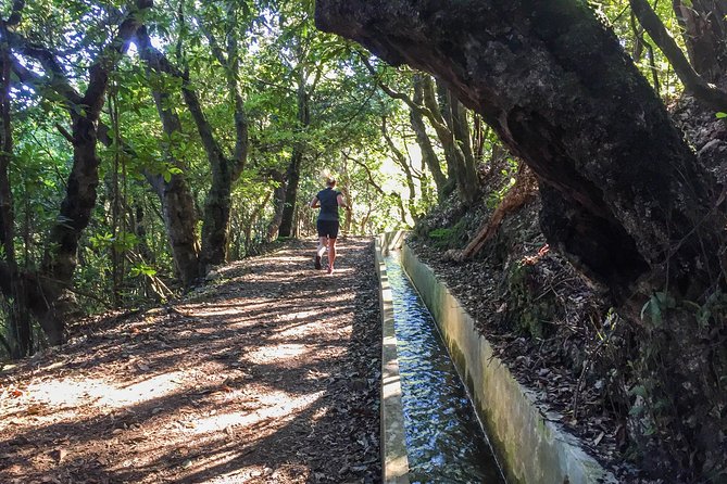 Sea 2 Mountain Running Tour (Moderate-Hard) - Laurissilva forest brings shade and a change in mood