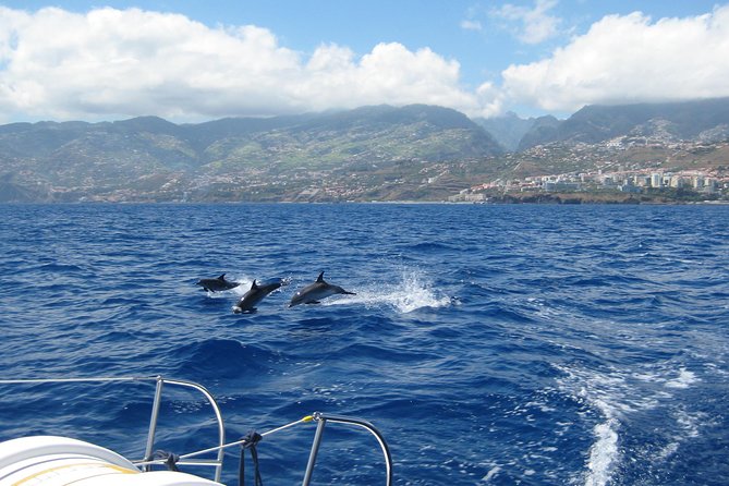 Seaborn Catamaran trips - Why this catamaran trip works well in Madeira