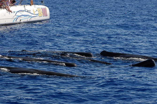 Seaborn Catamaran trips - Leaving Funchal Marina on time