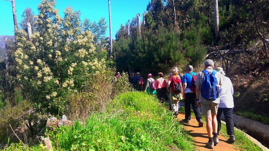 Serra de Água Valley Levada Walk - Green fields, plantations, and native plant life