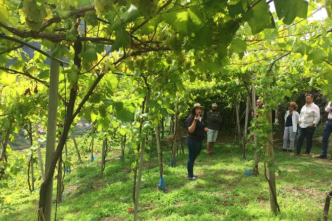 Signature Wine Tastings, Skywalk, Nature 4x4 Open Roof Expedition - Serra de Água, a mountain valley at the island’s center