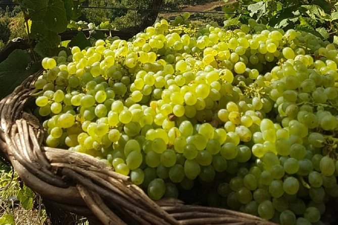Signature Wine Tastings, Skywalk, Nature 4x4 Open Roof Expedition - Câmara de Lobos and the Madeira wine lodge