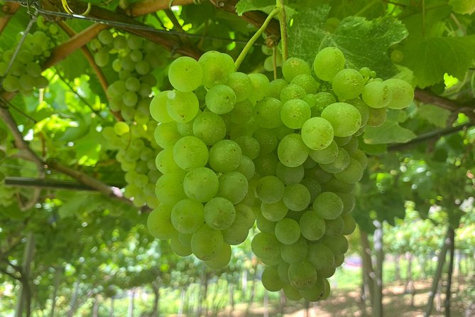 Signature Wine Tastings, Skywalk, Nature 4x4 Open Roof Expedition - The guides make or break the day