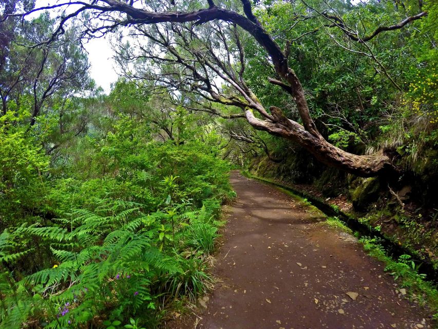 Small Group Walks Rabaçal 25 Fontes - Who should book this Madeira walk?