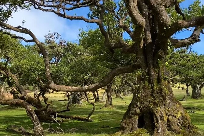 Small Group West Tour Waterfalls & Fanal Forest Tour - Cabo Girão and the €3 cliff viewpoint