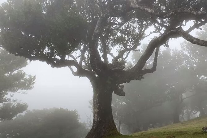 Small Group West Tour Waterfalls & Fanal Forest Tour - Ponta do Sol and Madeira’s sunny south coast