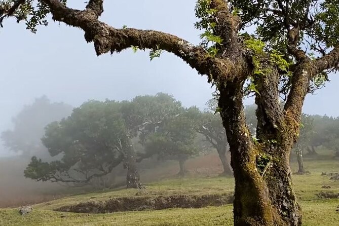 Small Group West Tour Waterfalls & Fanal Forest Tour - Fanal Forest, ancient trees and changing weather