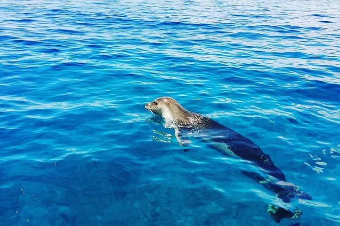 Snorkelling Trip at Ponta de São Lourenço Protected Area - Sea conditions, cancellations, and the less polished edges