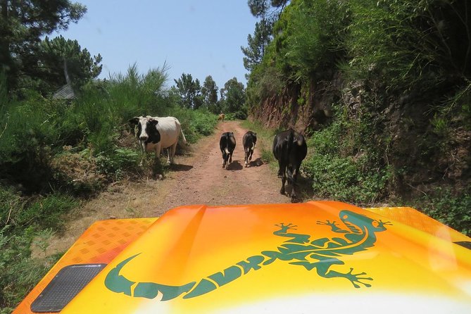 Southwest of Madeira and Calheta Paul do Mar 4x4 Full-Day Tour - Why a 4x4 makes sense in southwest Madeira