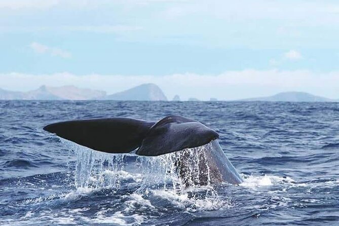 Sunset Catamaran Tour l Madeira Island - Practical details that matter on the day
