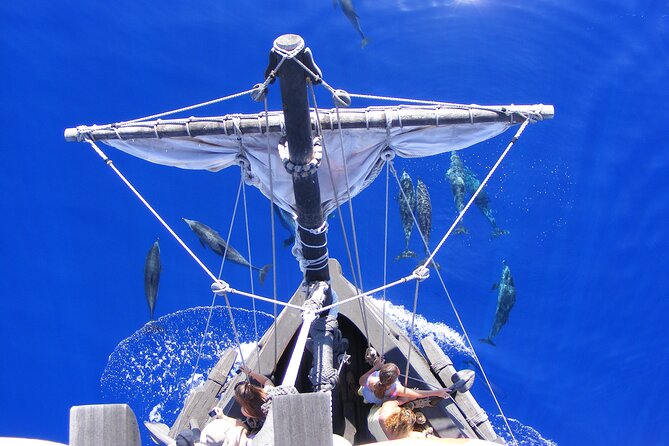 Time Travel on Columbus Replica Flag Ship in Madeira - Dolphin and whale watching without a guarantee