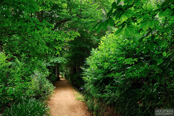 Vale Paraiso - Paradise Valley Walk - Why This Easy Camacha Walk Works