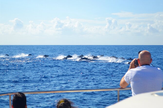 VipDolphins Luxury Whale Watching - How the crew shapes the afternoon