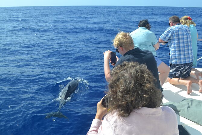 VipDolphins Luxury Whale Watching - What the three hours feel like