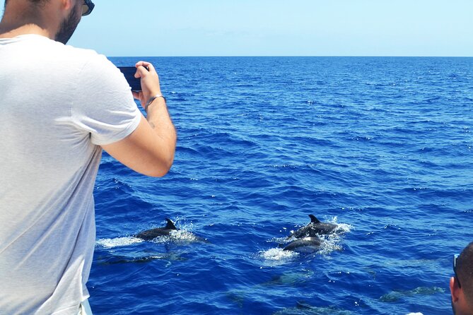 VipDolphins Luxury Whale Watching - Is VipDolphins worth $95.53?
