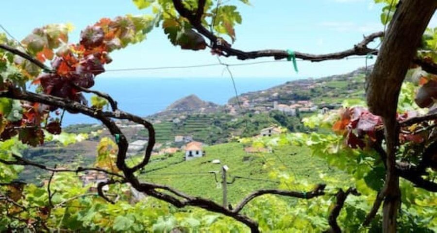 Visiting local Vineyard With Wine Tasting & Lunch included - Key points to know before booking