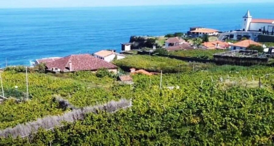 Visiting local Vineyard With Wine Tasting & Lunch included - Why this is more than a wine tasting