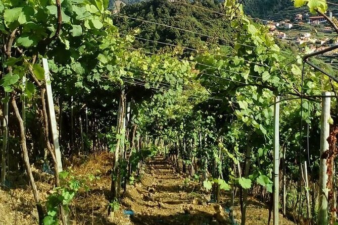 Visiting local Vineyard With Wine Tasting & Lunch included - Henriques & Henriques finishes with fortified wine
