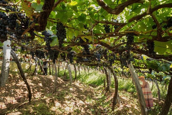 Visiting local Vineyard With Wine Tasting & Lunch included - What the $222.26 price includes