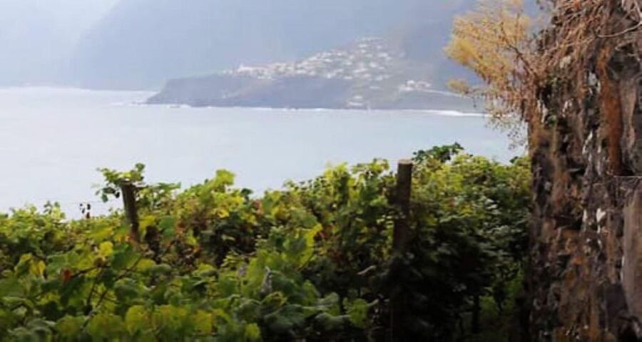 Visiting local Vineyard With Wine Tasting & Lunch included - Câmara de Lobos begins the Madeira wine story