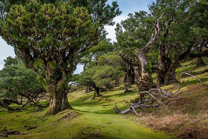 Walk - Levada of Alecrim - What the Levada do Alecrim walk is really about