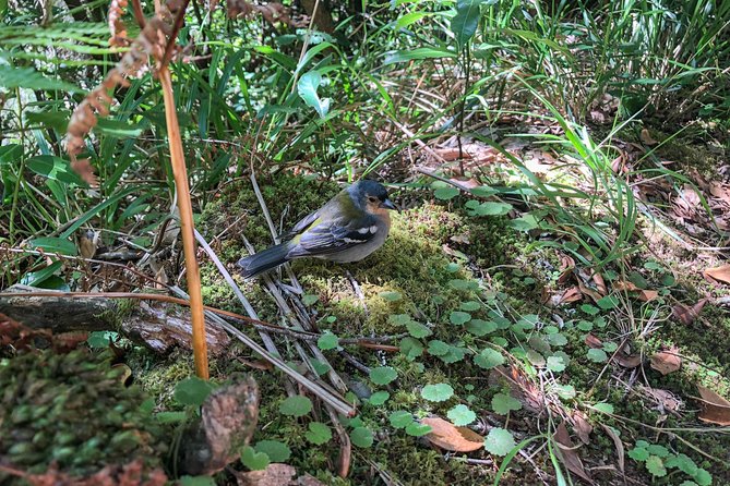 Walk with a local - Walking through the ancient laurel forest