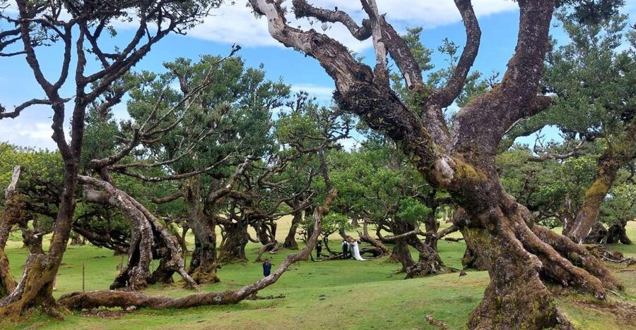West Madeira:, Laurel Forest, Waterfall, Rock Pools, Walk - Key points at a glance