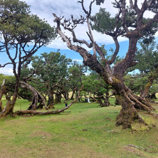 West Madeira:, Laurel Forest, Waterfall, Rock Pools, Walk - From Funchal to Câmara de Lobos