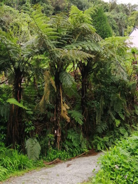 West Madeira:, Laurel Forest, Waterfall, Rock Pools, Walk - Porto Moniz: choosing between pools, lunch, and the coast