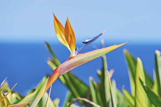 West of Madeira Private Full-Day Tour with Pickup from Funchal - Why a private west-coast day works well