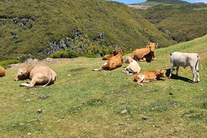West of Madeira Private Half-Day Tour - Câmara de Lobos, boats and a taste of poncha
