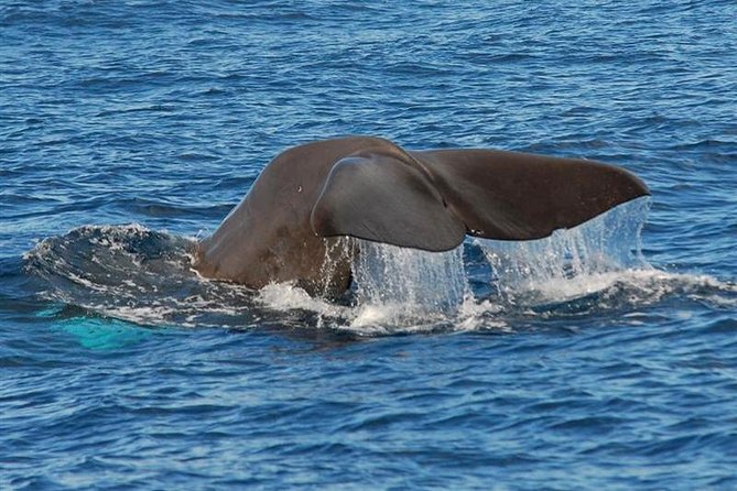 Whale and Dolphin Watching in Calheta, Madeira Island - Searching the Atlantic from Calheta