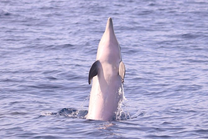 Whale and Dolphin Watching in Calheta, Madeira Island - Dolphins, whales, and the luck of the day