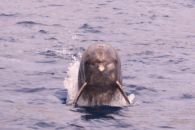 Whale and Dolphin Watching in Calheta, Madeira Island - Guides who add meaning to the sightings