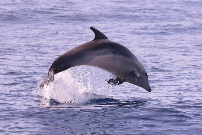 Whale and Dolphin Watching in Calheta, Madeira Island - Responsible wildlife watching