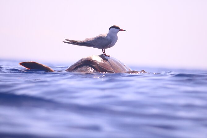 Whale and Dolphin Watching in Calheta, Madeira Island - The price and what you get for $72.56