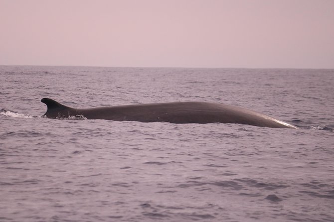 Whale and Dolphin Watching in Calheta, Madeira Island - Weather, clothing, and comfort