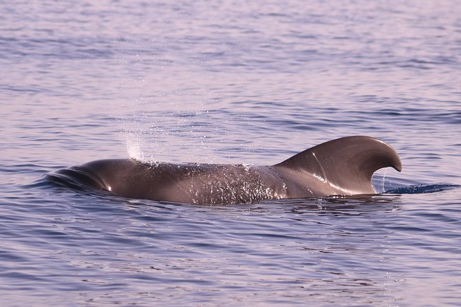 Whale and Dolphin Watching in Calheta, Madeira Island - Families, first-time sailors, and cautious passengers