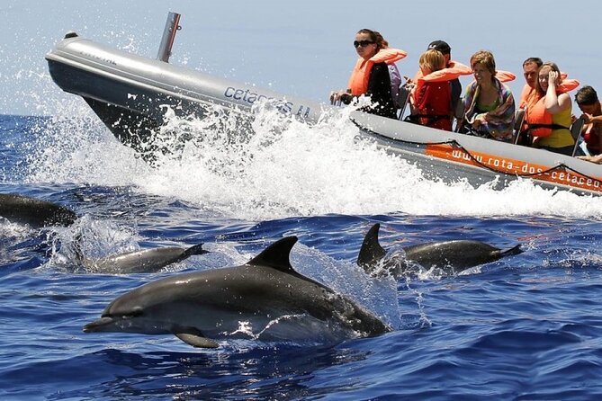 Whale and Dolphin Watching Tour from Funchal - Key points to know before booking