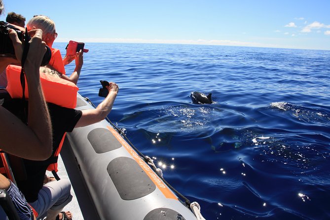 Whale and Dolphin Watching Tour from Funchal - Setting out from Galerias São Lourenço