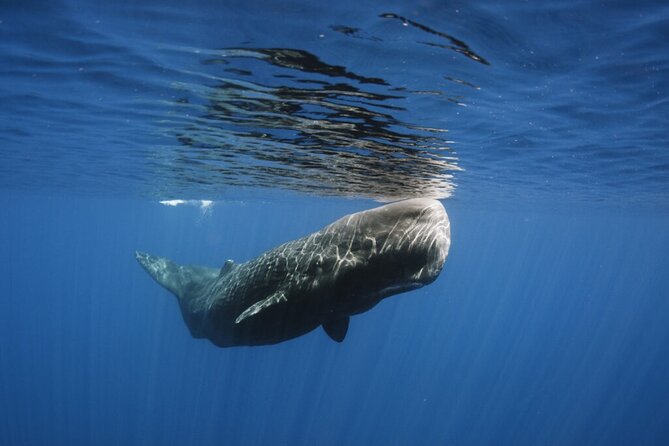 Whale and Dolphin Watching Tour from Funchal - Snorkelling and the question of swimming with dolphins